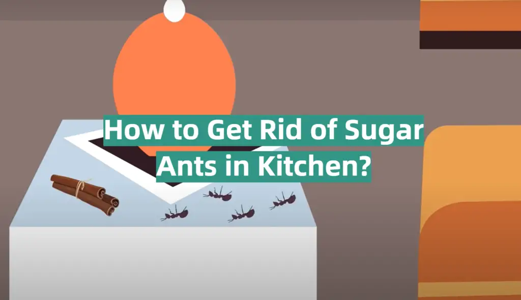 How to Get Rid of Sugar Ants in Kitchen? KitchenProfy