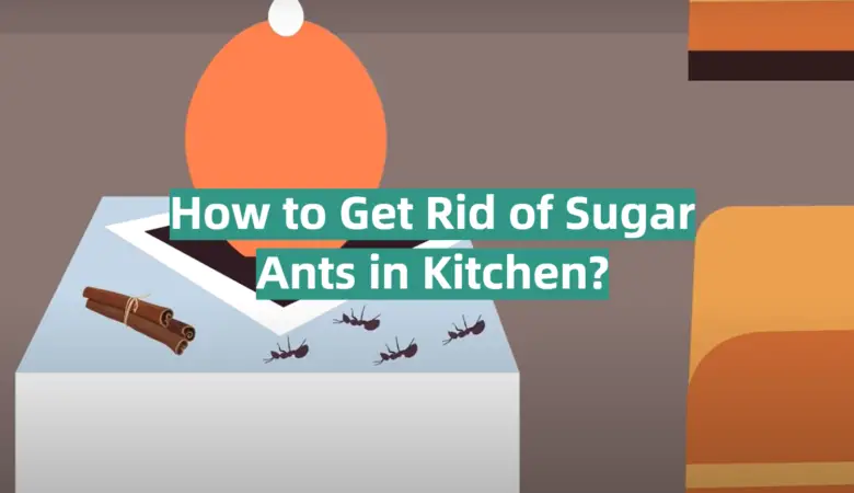 How To Get Rid Of Sugar Ants In Kitchen KitchenProfy   How To Get Rid Of Sugar Ants In Kitchen 780x450 