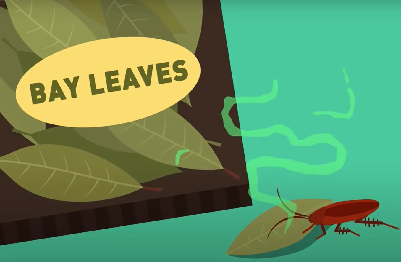 Spread bay leaves around your kitchen cabinets