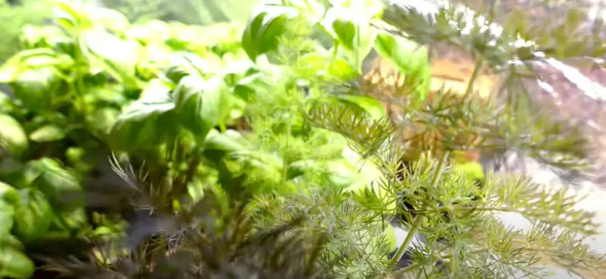 Cultivate an Indoor Herb Garden